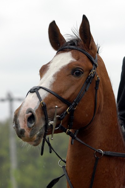 Macha¦Ź-Body Boy 01